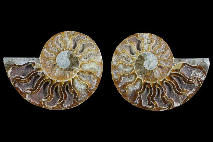Agate Replaced Ammonite Fossil - Madagascar #145827